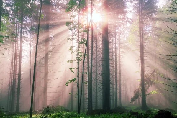 Floresta envolta em névoa com raios de sol — Fotografia de Stock