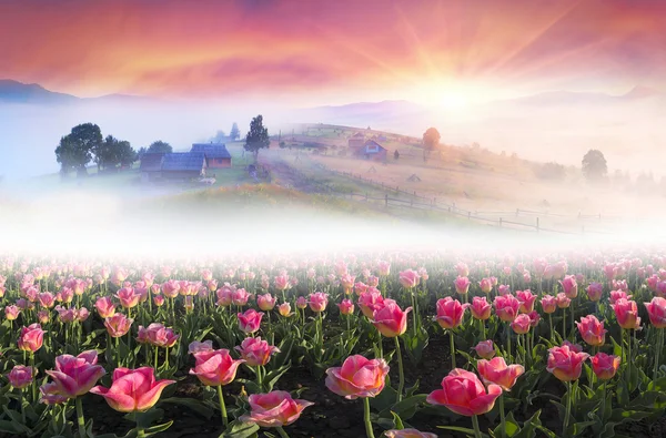 Campo de tulipas nas montanhas dos Cárpatos — Fotografia de Stock