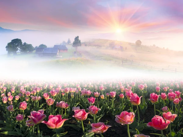 Fantástico campo con tulipanes —  Fotos de Stock