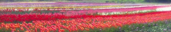 Vacker trädgård tulpan blommor — Stockfoto