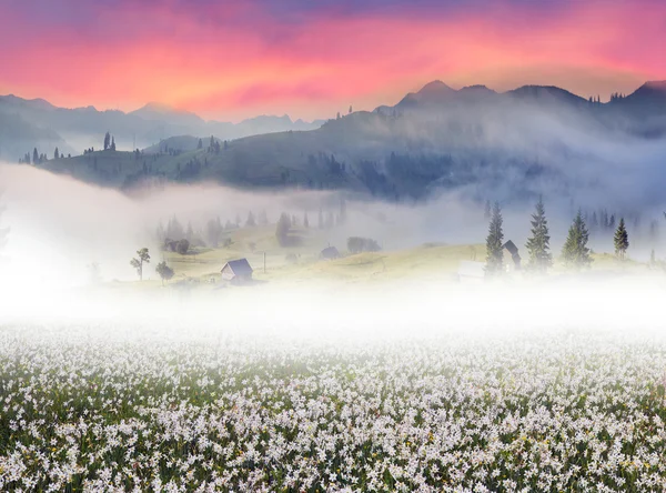 Żonkile w sunrise w dolinie Zakarpacia — Zdjęcie stockowe