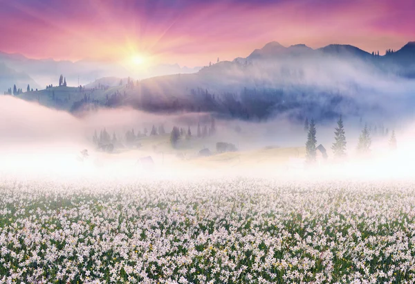 Narcissen bij zonsopgang in de vallei van Transcarpathia — Stockfoto