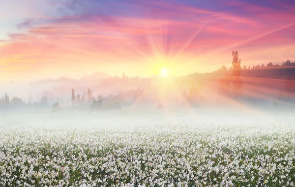 Daffodils ao nascer do sol no vale de Transcarpathia — Fotografia de Stock