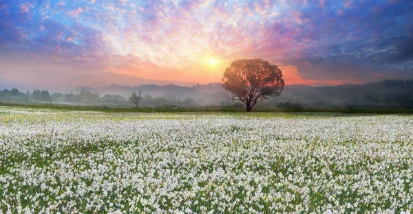 Нарциси при сходом сонця в долині Закарпаття — стокове фото