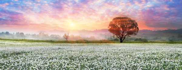 Daffodils ao nascer do sol no vale de Transcarpathia — Fotografia de Stock