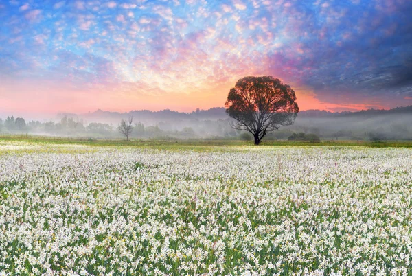 Jonquilles au lever du soleil dans la vallée de la Transcarpathie — Photo