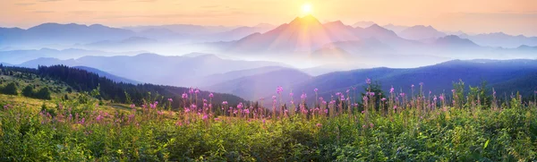 Beautiful flowers bloom willow-herb — Stock Photo, Image