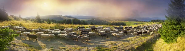 Sheep grazing in the Carpathians — Stock Photo, Image