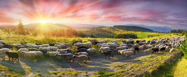 Sheep grazing in the Carpathians — Stock Photo, Image