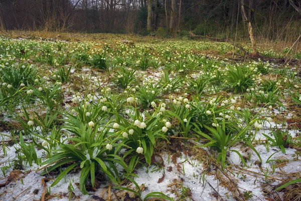 Schöne Schneeglöckchen blühen im März, Ukraine — Stockfoto