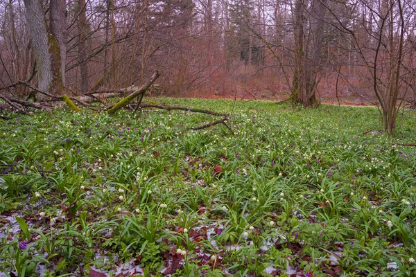 Mooie snowdrop bloeien in maart, Oekraïne — Stockfoto