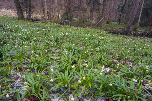 Beautiful snowdrop bloom in March, Ukraine — Stock Photo, Image