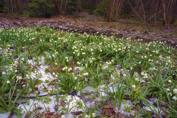 Vackra snowdrop blomma i mars, Ukraina — Stockfoto