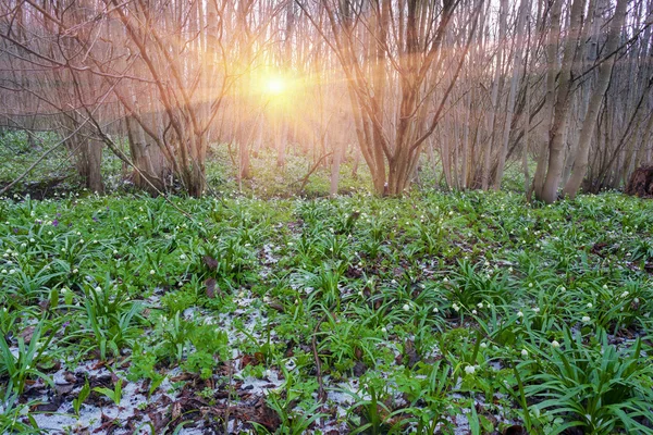 Linda flor de neve em março, Ucrânia — Fotografia de Stock