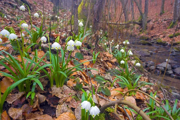 Красивый подснежник цветет в марте, Украина — стоковое фото