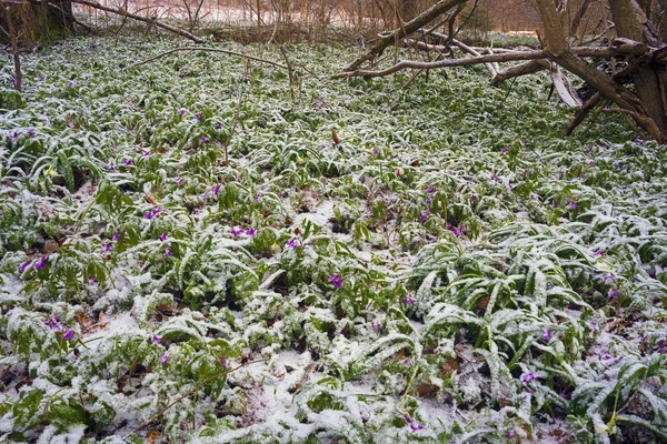 Vackra snowdrop blomma i mars, Ukraina — Stockfoto