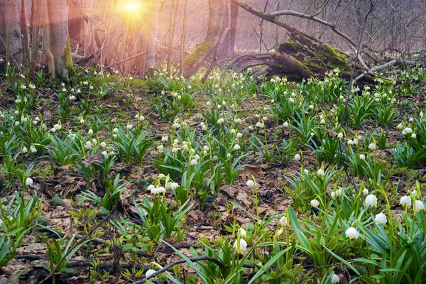 3 月、ウクライナの美しいスノー ドロップ開花 — ストック写真