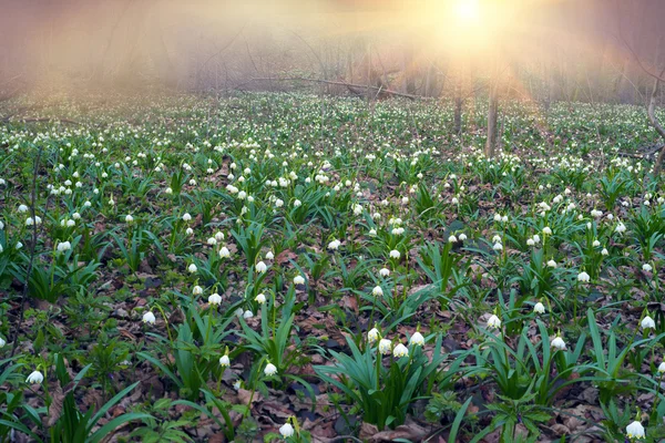 Krásný sněženka kvetou v březnu, Ukrajina — Stock fotografie