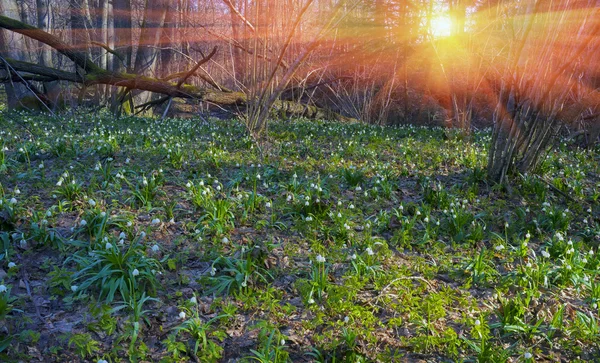 Красиві Пролісок цвітіння в березні, Україна — стокове фото