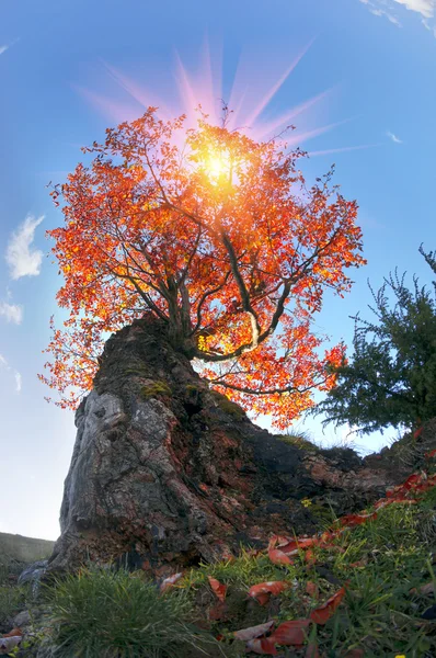 Faia Cárpatos em cores de outono — Fotografia de Stock
