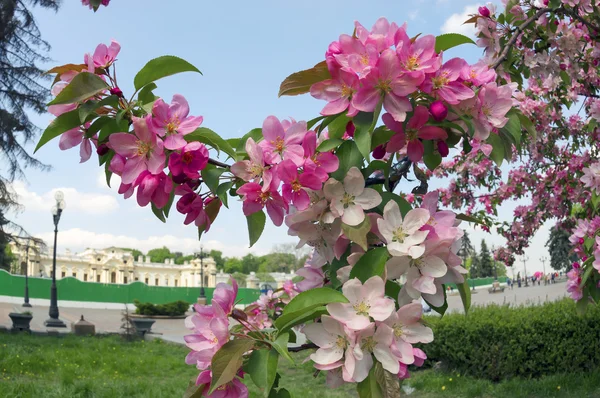 Sakura rond het Mariinski Paleis in Kiev — Stockfoto