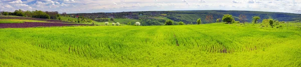 Schöne grüne Wiese in der Ukraine — Stockfoto