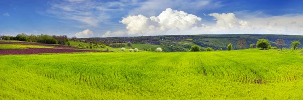 Красивое зеленое поле в Украине — стоковое фото
