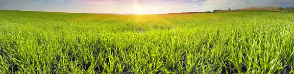 Schöne grüne Wiese in der Ukraine — Stockfoto