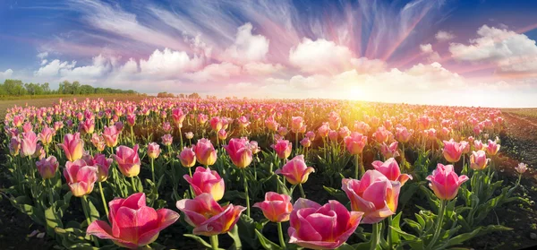 Pole tulipánů v Černovicích — Stock fotografie