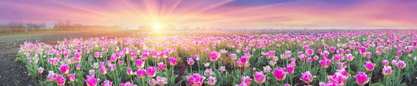 Field of tulips in Chernivtsi — Stock Photo, Image