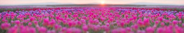 Campo de tulipas em Chernivtsi — Fotografia de Stock