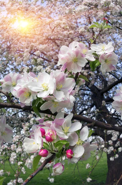 Jemný jabloňové květy — Stock fotografie