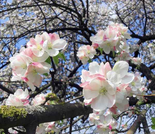 Мягкие яблочные цветы — стоковое фото