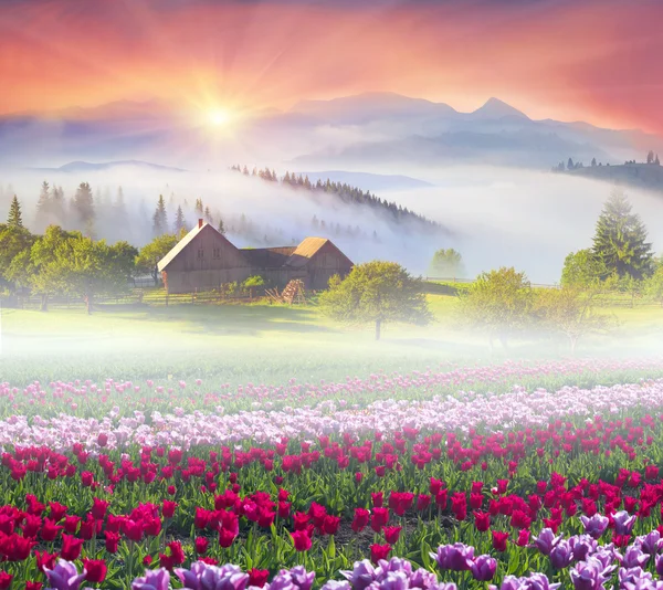 Field of tulips in Carpathian mountains — Stock Photo, Image