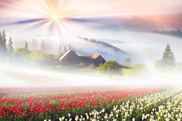 Tulpenfeld in den Karpaten — Stockfoto