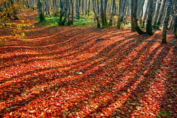 Zachodzie Wschodzie Słońca Jesiennym Lesie Liściastym Karpatach Światło Rysuje Bajeczne — Zdjęcie stockowe
