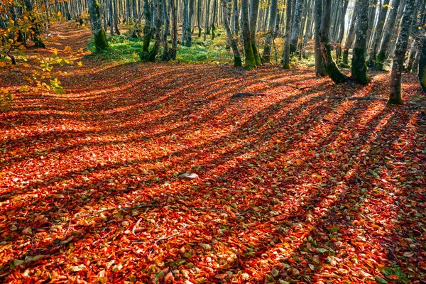 Pôr Sol Nascer Sol Uma Floresta Decídua Outono Nas Montanhas — Fotografia de Stock