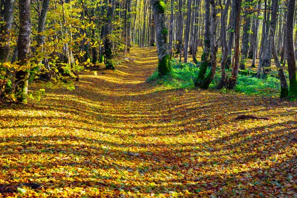 Pôr Sol Nascer Sol Uma Floresta Decídua Outono Nas Montanhas — Fotografia de Stock