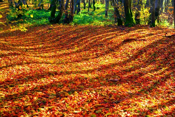 Pôr Sol Nascer Sol Uma Floresta Decídua Outono Nas Montanhas — Fotografia de Stock