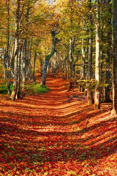 Pôr Sol Nascer Sol Uma Floresta Decídua Outono Nas Montanhas — Fotografia de Stock