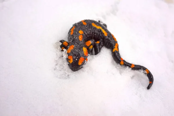 Mudança Climática Global Aquecimento Salamandra Saiu Hibernação Inverno Mas Caiu — Fotografia de Stock