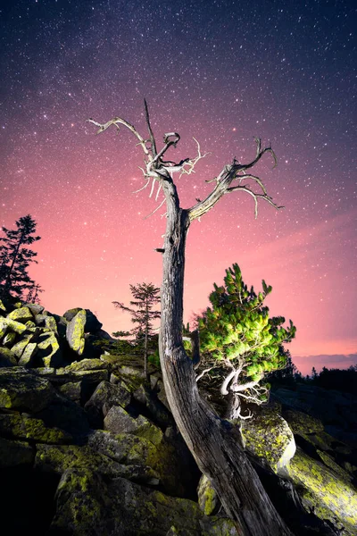 カルパティアの山の上には ウクライナ 星空を背景にした素晴らしい乾燥した杉の木があります 美しい芸術の照明は素晴らしい — ストック写真