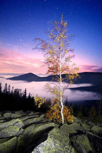 カルパティアの山の上では ウクライナ 星空の背景に秋の鳥 美しい芸術の照明は素晴らしい — ストック写真