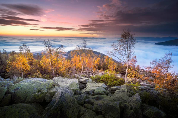 Cima Una Montaña Los Cárpatos Ucrania Abedul Bosque Coníferas Fondo — Foto de Stock