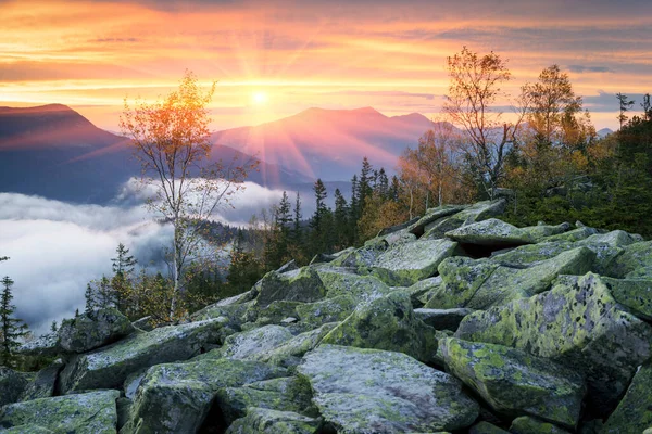 Cima Una Montaña Los Cárpatos Ucrania Abedul Bosque Coníferas Fondo — Foto de Stock