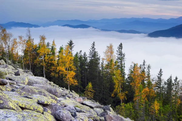 Top Mountain Carpathians Ukraine Birch Coniferous Forest Background Sunrise Valley — Stock Photo, Image