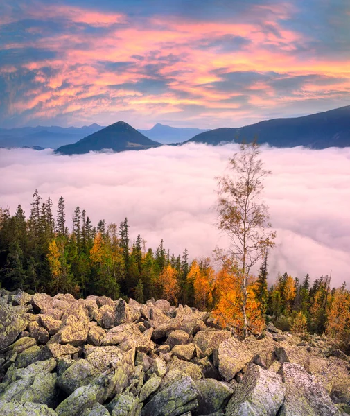 Toppen Ett Berg Karpaterna Ukraina Björk Och Barrskog Mot Bakgrund — Stockfoto