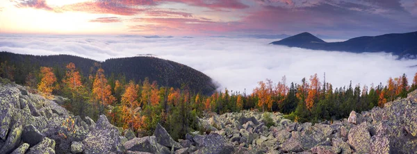 Topo Uma Montanha Nos Cárpatos Ucrânia Bétula Floresta Coníferas Contexto — Fotografia de Stock