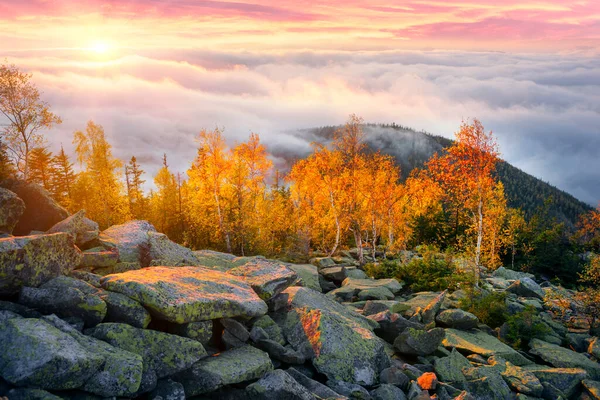 Вершине Горы Карпатах Украина Береза Хвойный Лес Фоне Восхода Солнца — стоковое фото