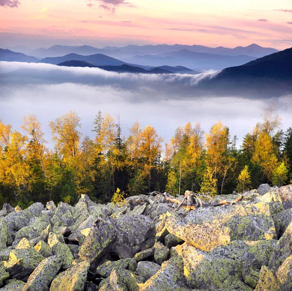 在喀尔巴阡山的山顶上 白桦树和针叶林映衬着日出的背景 在山谷里 雨后的雾海在河谷里 — 图库照片